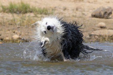 Border Collie cinsi köpek suda oynuyor. Köpek oyunları. Safkan köpekler. Evcil hayvanlar. Hayvanlı yaz fotoğrafları.