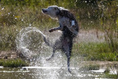 Border Collie cinsi köpek suda oynuyor. Köpek oyunları. Safkan köpekler. Evcil hayvanlar. Hayvanlı yaz fotoğrafları.