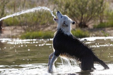 Border Collie cinsi köpek suda oynuyor. Köpek oyunları. Safkan köpekler. Evcil hayvanlar. Hayvanlı yaz fotoğrafları.