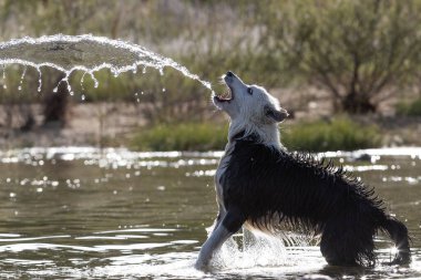 Border Collie cinsi köpek suda oynuyor. Köpek oyunları. Safkan köpekler. Evcil hayvanlar. Hayvanlı yaz fotoğrafları.