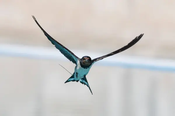 Stock image Swallow reflected in the water while drinking. Low flight. Birds drinking water in flight. small birds Reflection of a swallow in the water