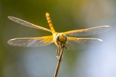 Yusufçuğun Macro fotoğrafı. Kanatlı böcek. Renkli kanatlı yusufçuk..
