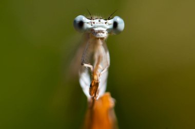 Yusufçuğun Macro fotoğrafı. Kanatlı böcek. Renkli kanatlı yusufçuk..