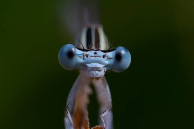 Yusufçuğun Macro fotoğrafı. Kanatlı böcek. Renkli kanatlı yusufçuk..