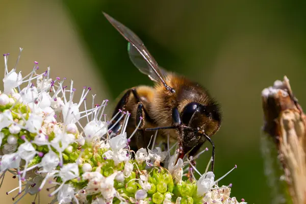 stock image Bee collecting pollen from flowers. Macro photo of a bee while collecting pollen. Collecting insects.