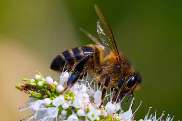 stock image Bee collecting pollen from flowers. Macro photo of a bee while collecting pollen. Collecting insects.