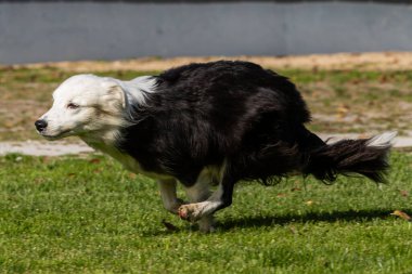 Border Collie köpeği çimlerin üzerinde topla koşuyor. Evcil hayvanlar. Safkan köpekler. Evcil hayvanlar. Beyaz başlı ve siyah vücutlu Collie Sınırı.