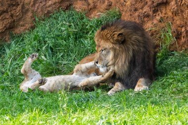 Yetişkin aslan çimenlerde bir yavruyla oynar. Ormanın kralı. Aslanlar özgürce. Vahşi hayvanlar. Büyük yırtıcılar..