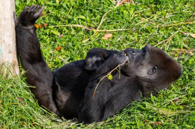 Yetişkin goril ağaçtan yaprak yiyor. Büyük primatlar. Nesli tükenmekte olan hayvanlar. Bir gorilin yakın çekimi. Büyük maymunlar.