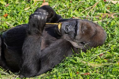 Yetişkin goril ağaçtan yaprak yiyor. Büyük primatlar. Nesli tükenmekte olan hayvanlar. Bir gorilin yakın çekimi. Büyük maymunlar.