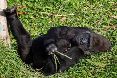 Adult gorilla eating leaves from a tree. Great primates. Endangered animals. Close-up of a gorilla. Large apes. clipart