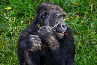 Yetişkin goril ağaçtan yaprak yiyor. Büyük primatlar. Nesli tükenmekte olan hayvanlar. Bir gorilin yakın çekimi. Büyük maymunlar.