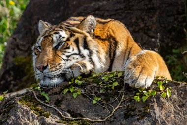 Yetişkin kaplan çimlerin üzerinde dinleniyor. Kaplana yakın çekim. Büyük yırtıcılar. Vahşi hayvanlar vahşi doğada.