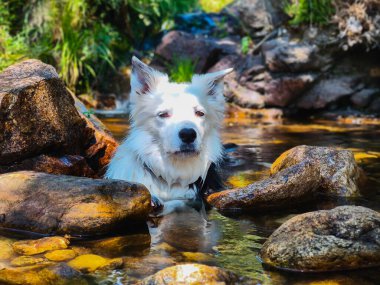 Border Collie kumsalda kumsalda top oynuyor. Nehirde rahatlatıcı bir köpek. Safkan hayvanlar. Çoban köpeği.