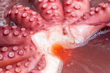 Galiçya 'daki Ahtapot Fuarı. Ahtapot yağ, paprika ve tuzla pişirilir. Ahtapotun yakın çekimi.