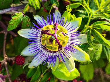 Passiflora çiçeğinin Macro fotoğrafı. Tutku çiçeği. Kış çiçekleri Tutku çiçeği. Çiçek bahçesi.