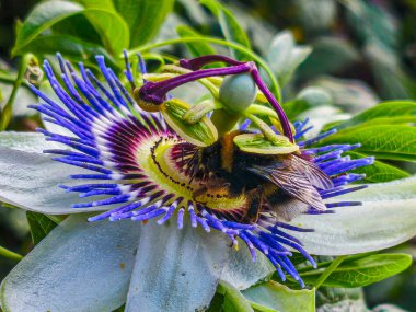 Passiflora çiçeğinin Macro fotoğrafı. Tutku çiçeği. Kış çiçekleri Tutku çiçeği. Çiçek bahçesi.
