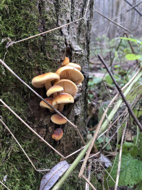 Sonbaharda ormandaki bir ağaç gövdesinde büyüyen mantarın yakın görüntüsü.