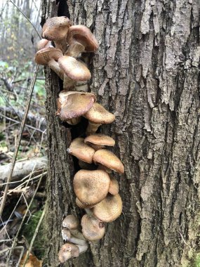 Ormanda bir grup mantar