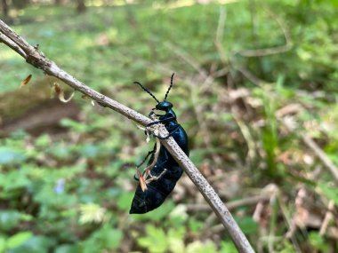 Siyah beyaz bir kelebeğe yaklaş.