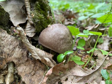 Ormanda büyüyen mantar
