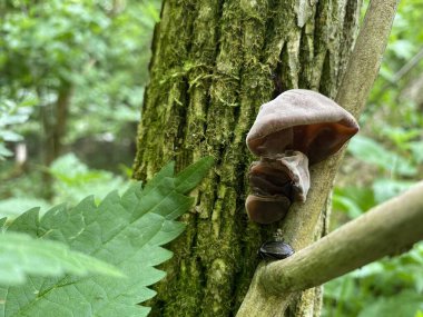 Ormandaki bir ağacın yakınında.
