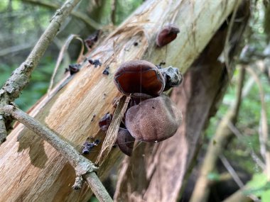 Bir ağaç gövdesini kapatın.