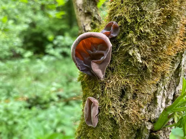 Ağaçtaki kahverengi mantar