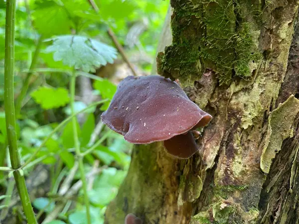 Bir mantara yaklaş.