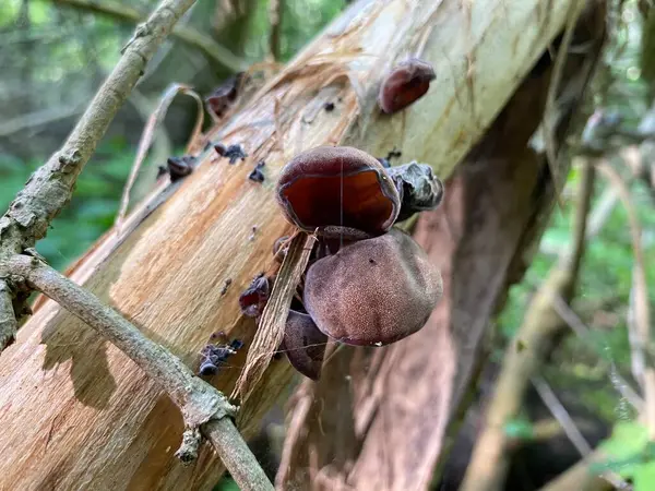 Bir ağaç gövdesini kapatın.