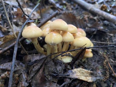 Ormandaki mantarları kapatın.