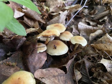 Ormandaki bir grup beyaz mantarın yakın plan çekimi.