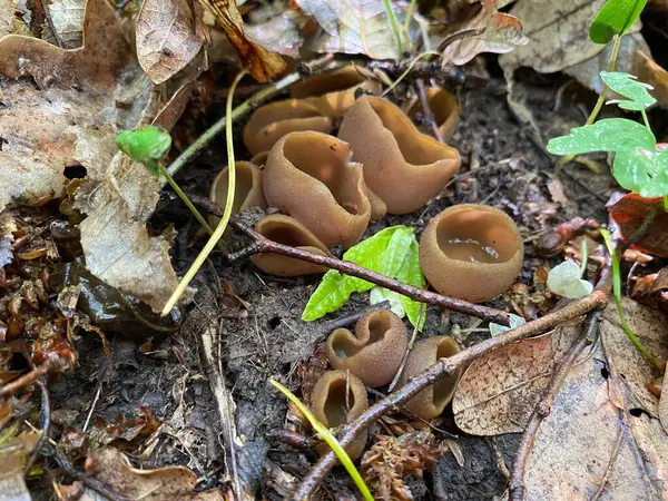 Ormandaki kahverengi bir mantarın yakın çekimi.