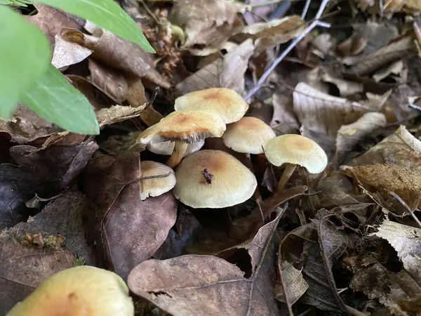 Ormandaki bir grup beyaz mantarın yakın plan çekimi.