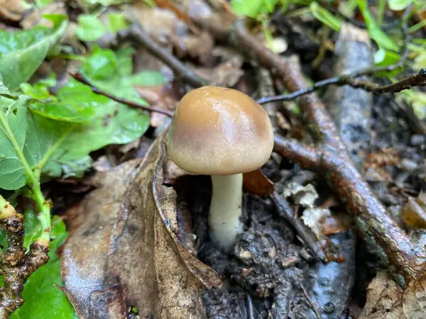 Ormandaki bir mantarı kapat.