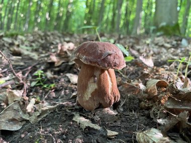 Ormandaki kahverengi bir mantarın yakın plan çekimi.