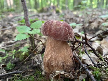 Boletus, boletcini, ormanda mantar.