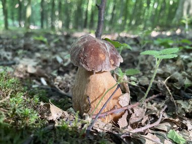 Ormandaki bir mantarı kapat.