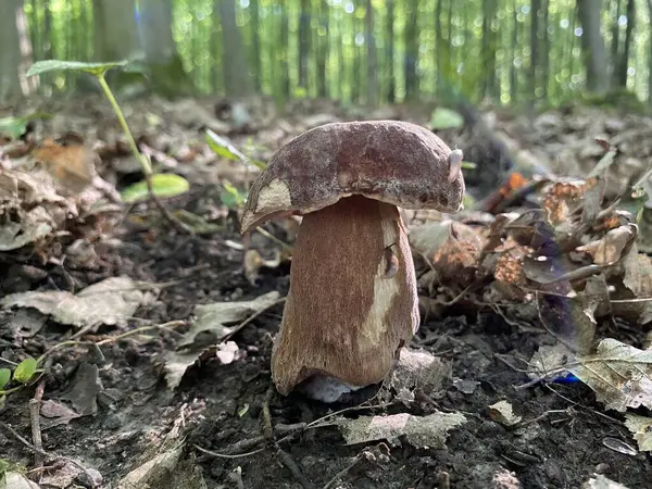 Yenilebilir mantar, ormanda boletus mantarı, mantar, mantar