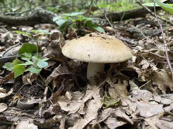 Ormanda mantar. Ormanda yerde mantar var..