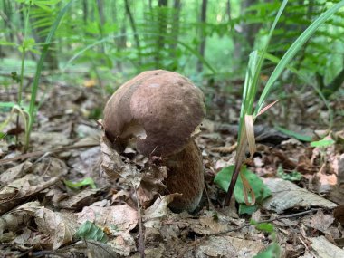 Ormanda bir mantarın yakın çekimi.