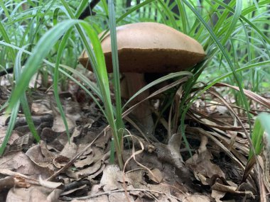 Bahçedeki mantarlar