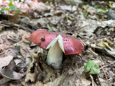 Ormanda kırmızı ve beyaz mantar