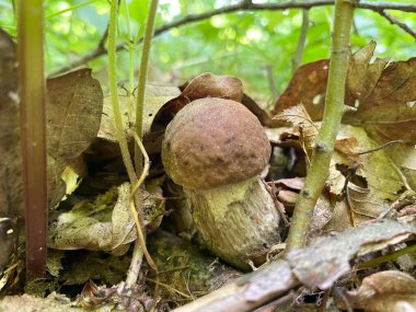 Ormandaki mantarı kapat.