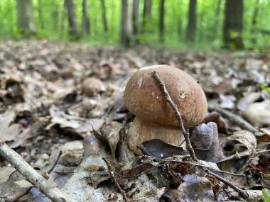 Ormandaki kahverengi mantarların yakından görüntüsü.