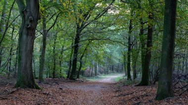 Hollanda ormanlarında sonbahar. Speulderbos Hollanda.
