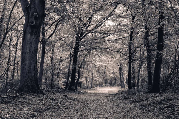 Hollanda ormanlarında sonbahar. Speulderbos Hollanda.