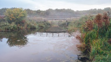 Hollanda 'da Abtwoudse bos, Delft, Hollanda' da sisli bir sabah