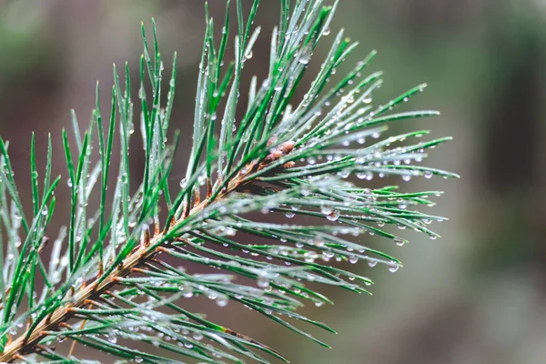 Close Pine Trees Water Drops — Stock Photo, Image