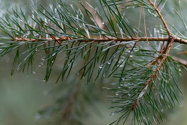 Close Pine Trees Water Drops — Stock Photo, Image